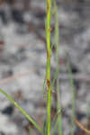 Shortleaf blazing star